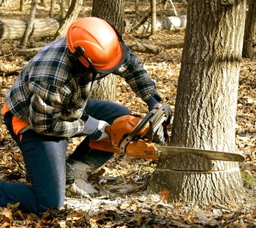 Tree Removal in Rio Nido, CA